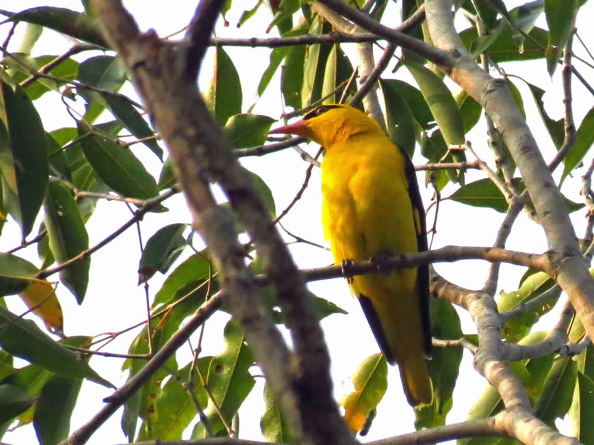 golden Oriole